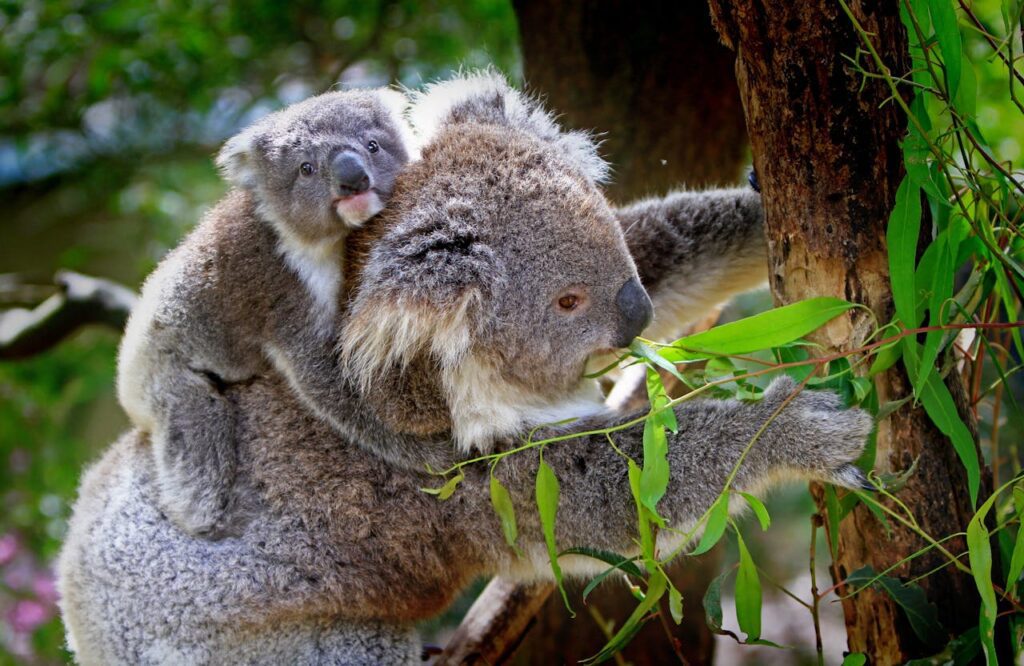 koala-animals-mammals-australian-85678-85678 koala-animals-mammals-australian-85678-85678.jpg