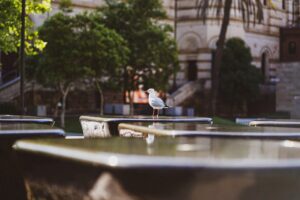 Seagull in the city